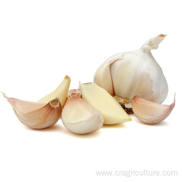 Pure White Garlic Cloves Chinese Garlic